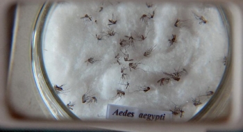 Com mais de 100 mil casos de dengue confirmados em Goiás, cenário ainda é preocupante